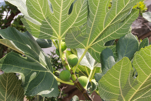 the fruits of young green figs on the branches of  tree, against the background of green leaves in the garden