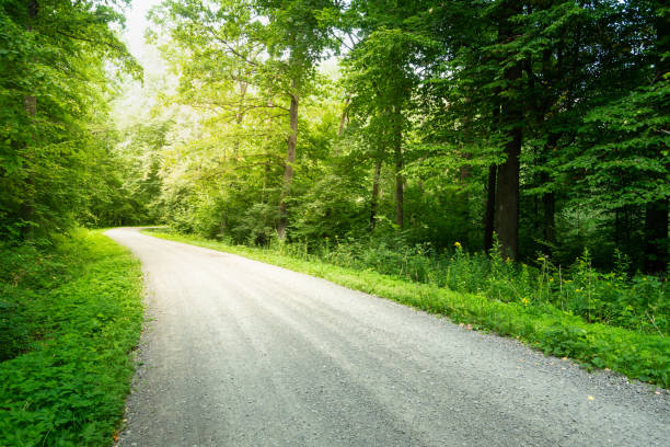 istock Dirt road through the green forest and sunlight 1425150970