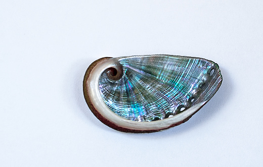 Close up  of nacre, inner iridescent layer, and spiral of green abalone shell.