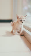 istock Cute new born kitten. Pet lovers concept 1425152430