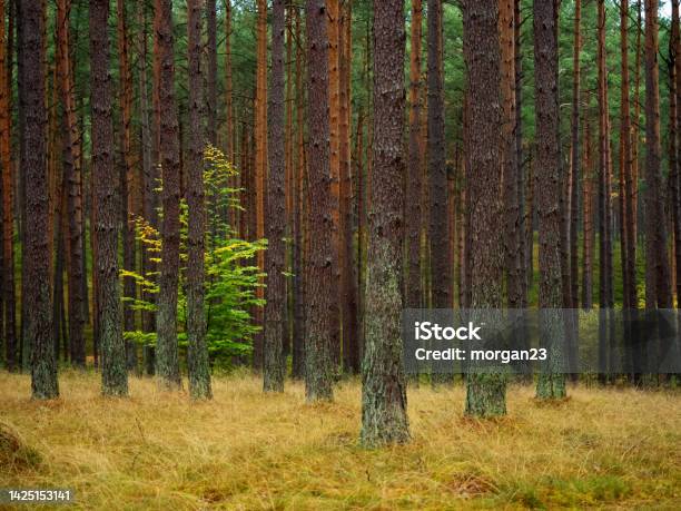Long Tree Forrest Lone Deciduous Tree Growing Between High Pine Trees In A Deep Pine ...