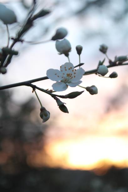 istock cherry blossom flower 1425153333