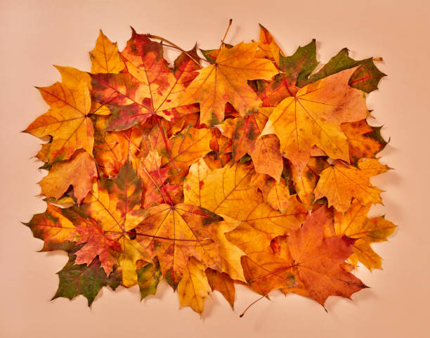 istock Autumn leaves pile 1425155235