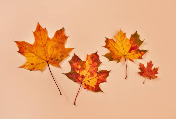 istock Four beautiful autumn leaves 1425155250