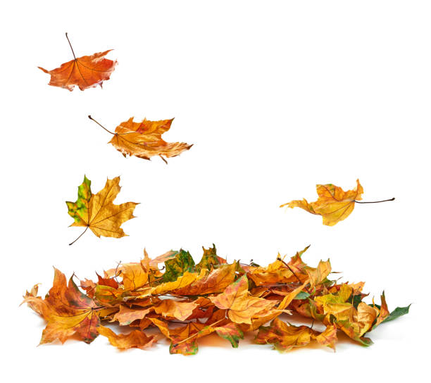 istock Autumn leaves falling in a pile 1425155340