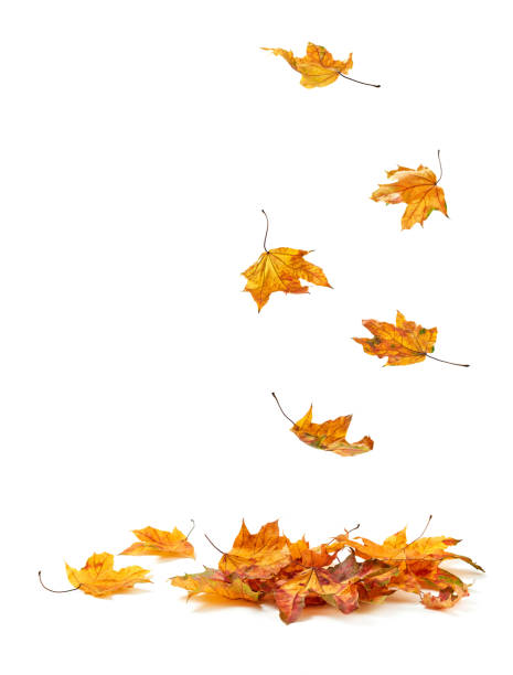 istock Dry atutumn leaves 1425155371