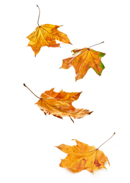 istock Dry autumn leaves variety 1425155385