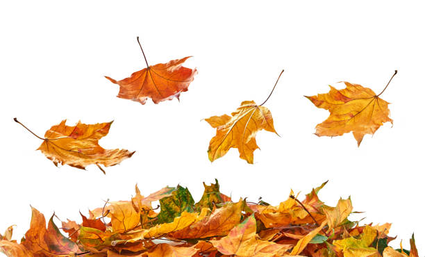 istock Pile of autumn leaves 1425155413