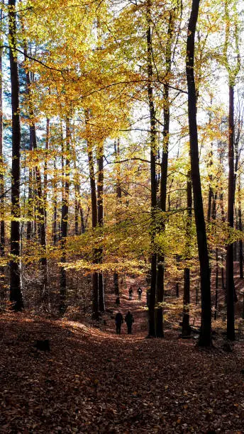 people walk in the forest in autumn