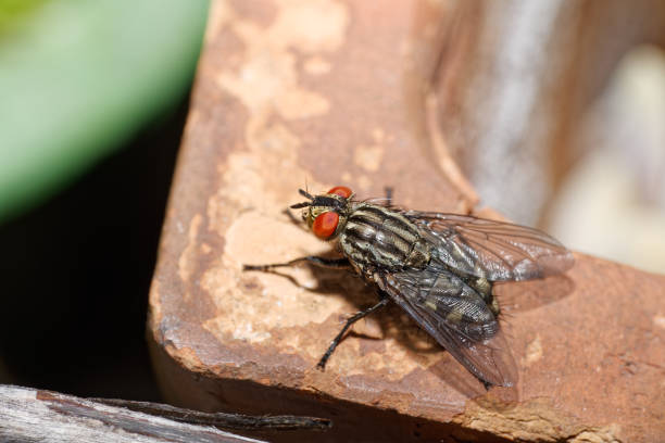 mosca de la carne - close up animal eye flesh fly fly fotografías e imágenes de stock