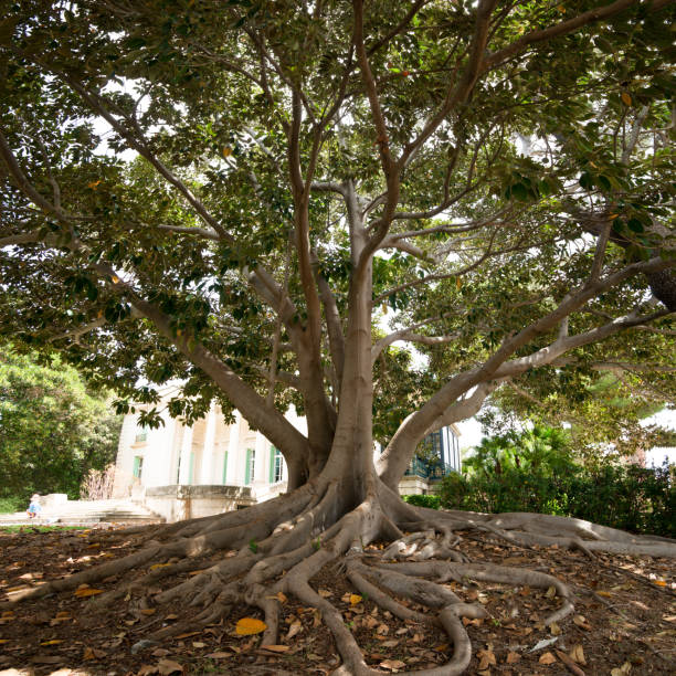 istock Indian rubber bush (Ficus elastica) branchs, trunk and roots 1425156914