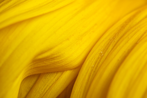 Extreme macro shot. Abstract background with sunflower petals.