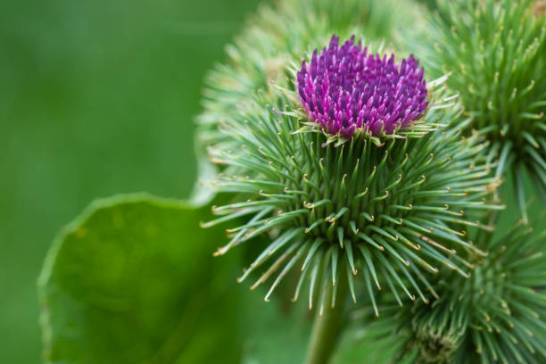 istock Greater burdock or edible burdock flowers, Arctium lappa 1425157254