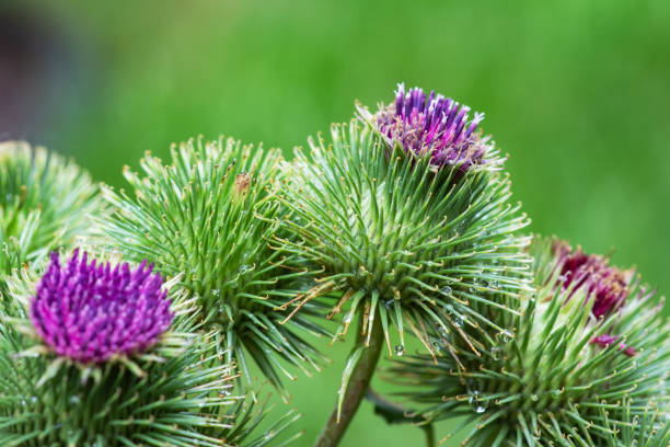 istock Greater burdock or edible burdock flowers, Arctium lappa 1425157258