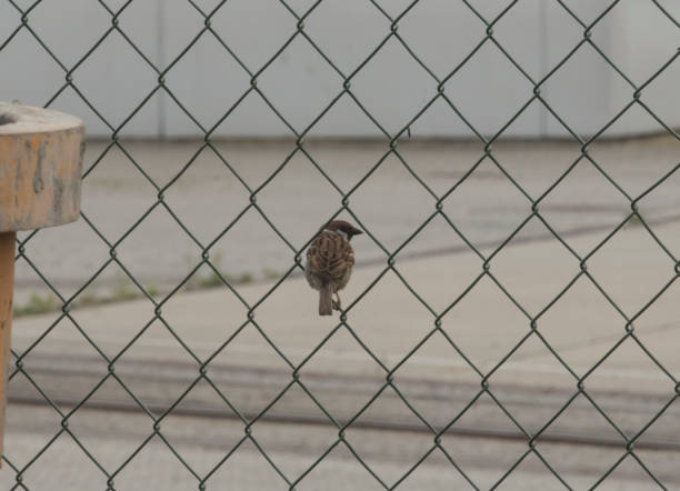 a sparrow, a bird sitting in a wire mesh fence