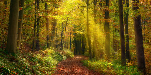 istock Rays of light in a misty autumn forest 1425158000