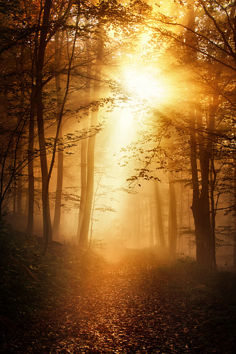Forest path and trees wreathed in gold light and mist in autumn, with bursting sun rays, a dreamy, moody and dramatic nature scene