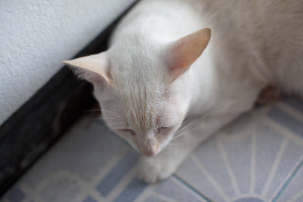 Portrait shot of a cute white Persian cat posing to the camera while sitting on the floor.