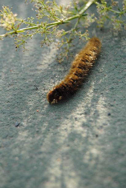 istock Caterpillar close up photography 1425160528