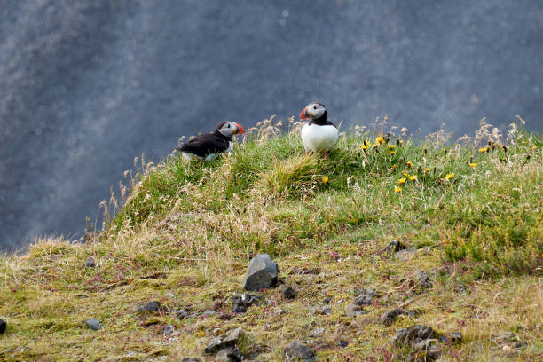 istock Atlantic puffins (Fratercula arctica) on top of grassy cliff 1425161295