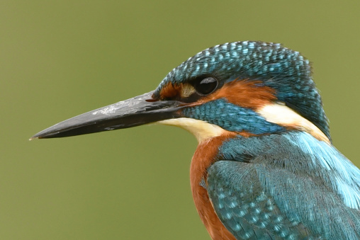 Kingfisher Portrait\n\nPlease view my portfolio for other wildlife photos.