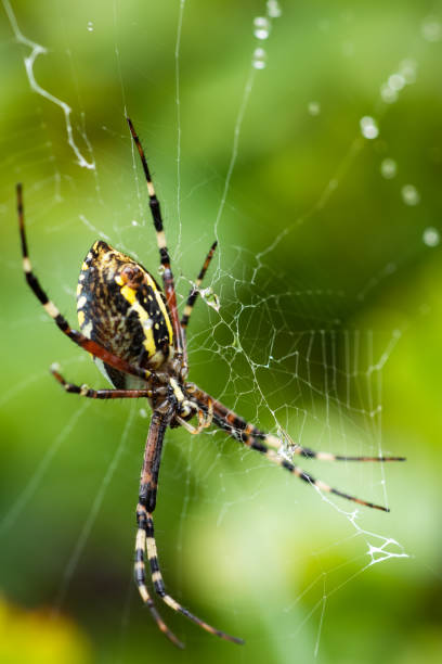 istock a spider in a web on a blurred natural green background. Selective focus. High quality photo 1425161698