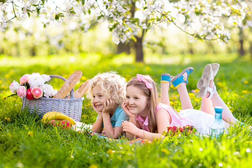 Family picnic in spring park with blooming cherry trees. Kids eating fruit and bread lunch outdoors in blooming apple garden sitting on a blanket with picnic basket. Healthy nutrition for children.