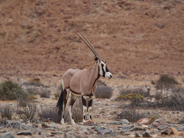 istock Oryx antelope Gemsbok grazing in Hoanib ephemeral river bed 1425163526