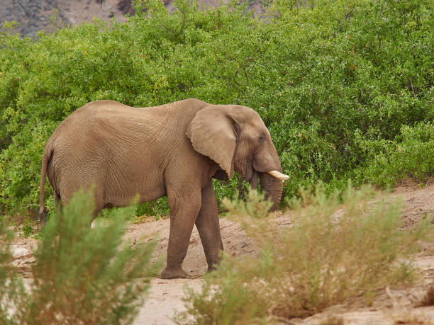 istock Desert Elephant feeding in an ephemeral river bed Namibia 1425163552