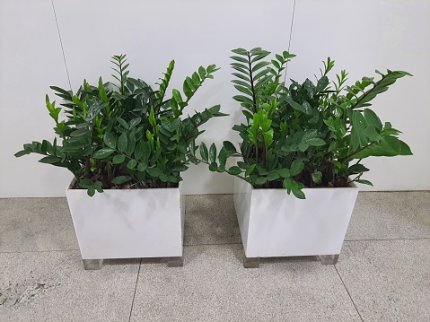 Zamioculcas zamiifolia or ZZ, planted in white pot, belongs to the Araceae family