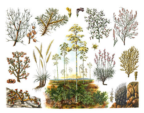 Vintage desert plants collection. Green desert succulent plants. Calligonum Pterococcus or Euryangium sumbul or Acantholimon acerosum. Vintage hand drawn engraved illustration.