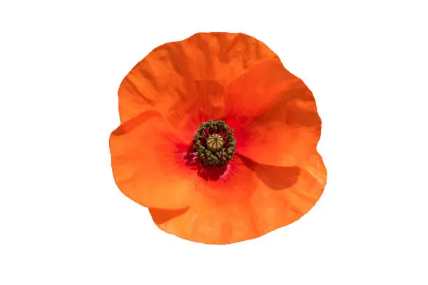 Red poppy (papaver rhoeas) a common wild garden red flower plant used in armistice remembrance day celebrations and is often called corn poppy, stock photo image