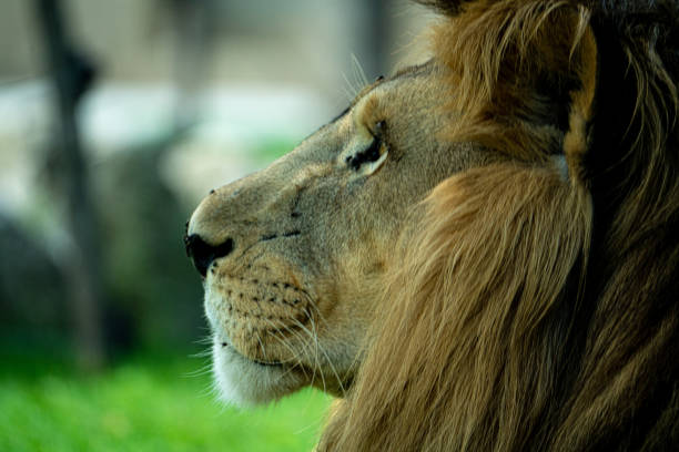 Lion with a majestic look