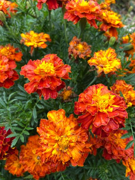 istock Close up of bright marigold flowers 1425166814