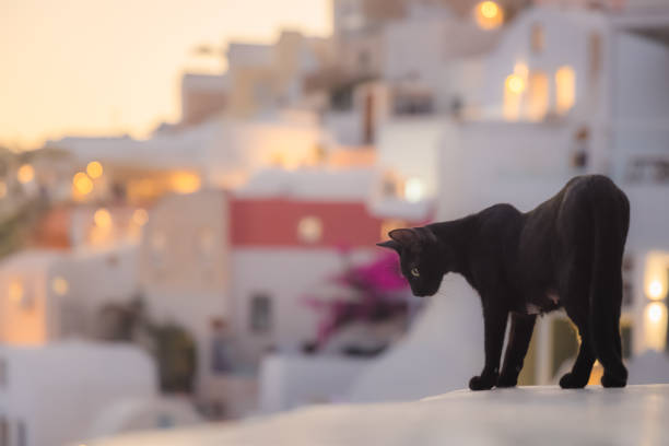 Portrait of a black cat peering down from a ledge during a golden hour sunset in the popular resort village of Oia on the Greek Island of Santorini, Greece.