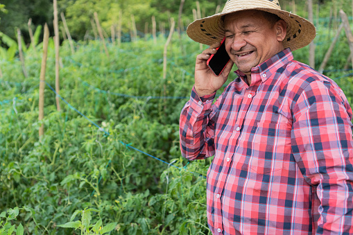 Farmer on cell phone while working in tomato field