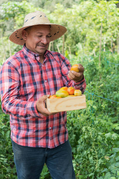 istock Hispanic Worker harvesting tomatoes at organic farm 1425168847