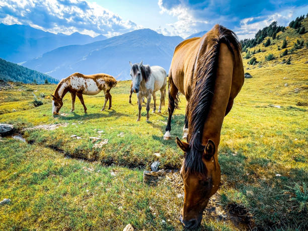 Horses in a pasture in the Italian Alps