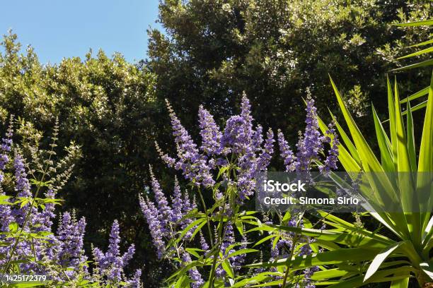 A Buddleja Bush With Purple Flowers Between Palms And Mediterranean Vegetation In Summer Tuscany Italy Stock Photo - Download Image Now