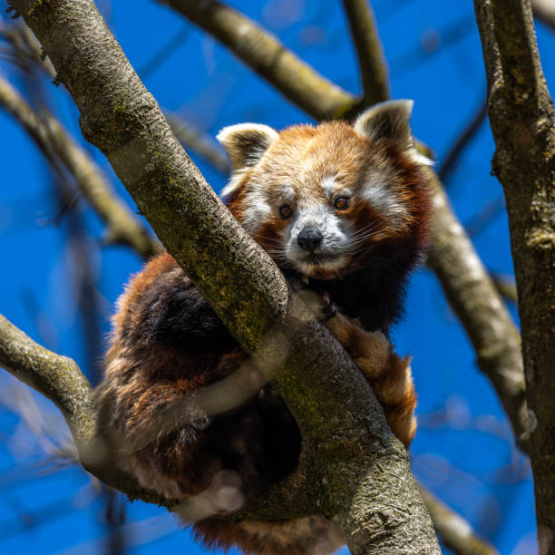 istock The red panda, Ailurus fulgens, also called the lesser panda. 1425172408