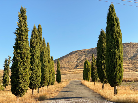 Country road lined with cyprees trees leading to the cemetery