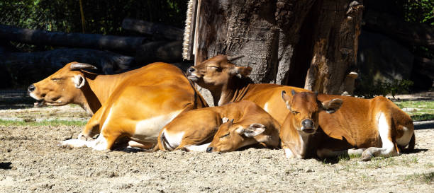 istock Banteng, Bos javanicus or Red Bull is a type of wild cattle. 1425174381