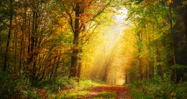 istock Autumn forest scenery with rays of sunlight 1425177217