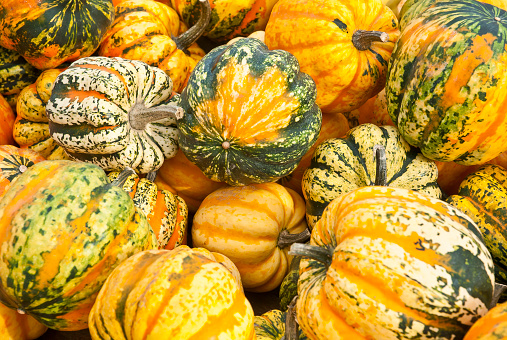 A colorful collection of different pumpkins.