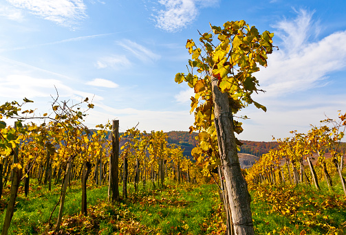 Autumn hike through the vineyard. (Südoststeiermark)