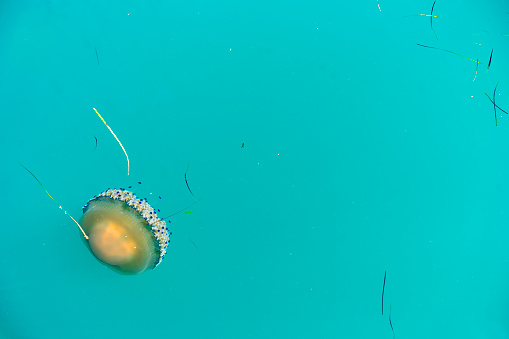 Fluorescent jellyfish swim underwater in aquarium pool with white neon light. The Atlantic sea nettle chrysaora quinquecirrha in blue water, ocean. Theriology, tourism, diving, undersea life.