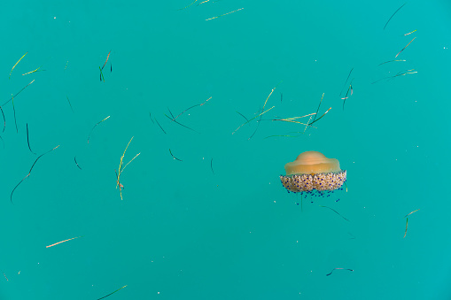 Side view of a Mediterranean jellyfish (Cotylorhiza tuberculata) floating in the see water of Savudria port, Croatia. It has very little or no effect on humans and is  living in the Mediterranean Sea, Aegean Sea, and Adriatic Sea.