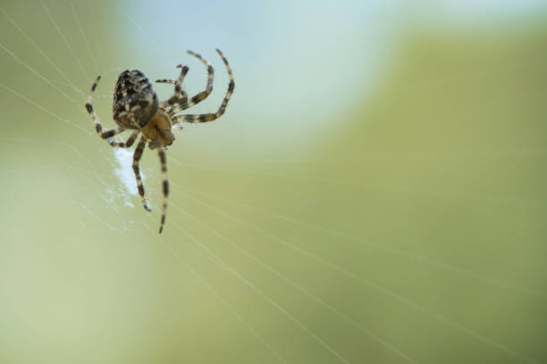 istock Cross spider in a spider web, lurking for prey. Blurred background 1425180338