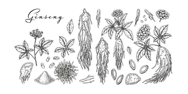 ilustrações de stock, clip art, desenhos animados e ícones de set of hand drawn wild ginseng root with leaves and berries isolated on white background. botanical vector illustration in sketch style for packaging, logo, scientific articles design - chinese medicine medicine ancient herbal medicine