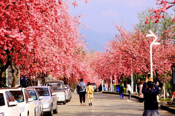 Yes, the cherry blossoms in Dali are pink. This species of cherry blossom has its own name: Yunnan Cherry. \nEvery March, pink cherry blossoms bloom in many parts of Yunnan, especially in Kunming and Dali. Citizens and tourists come to enjoy watching the scene of cherry blossom. Photo in Mar 2018, Dali, Yunnan